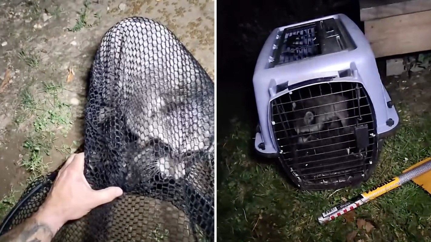 A person holding a black net with a raccoon inside, next to a pet carrier on the ground.