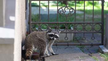 A raccoon by an iron gate.