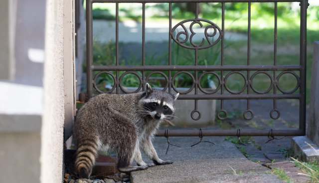 A raccoon by an iron gate.