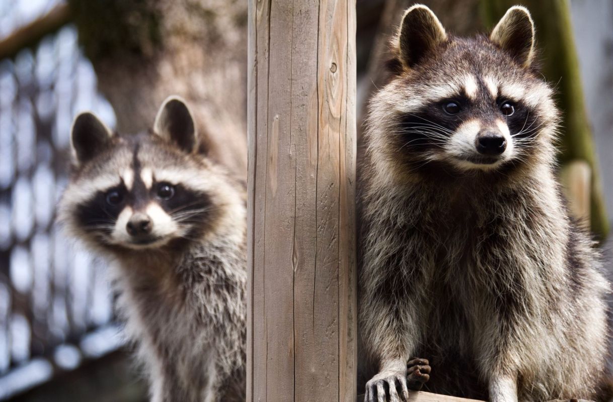 Two raccoons.