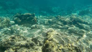 Underwater view of rocky seabed with patches of sand and marine life.
