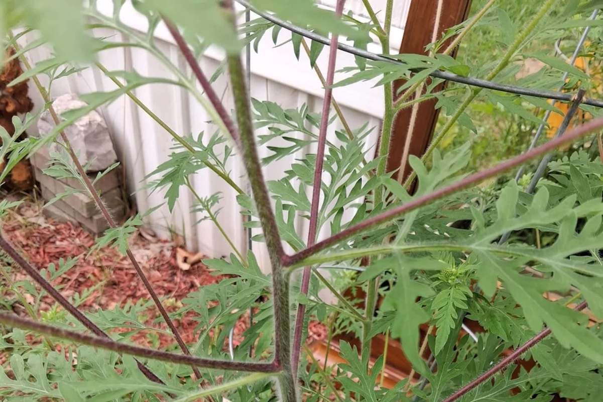 A ragweed plant.