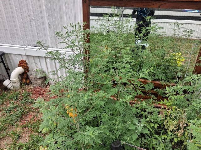 A ragweed plant.