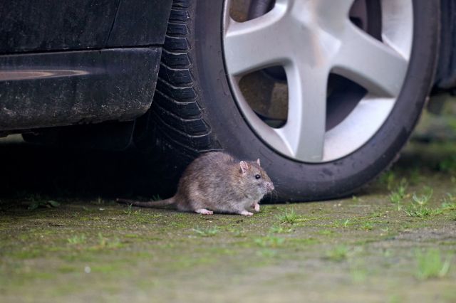A rat sitting near a car tire.