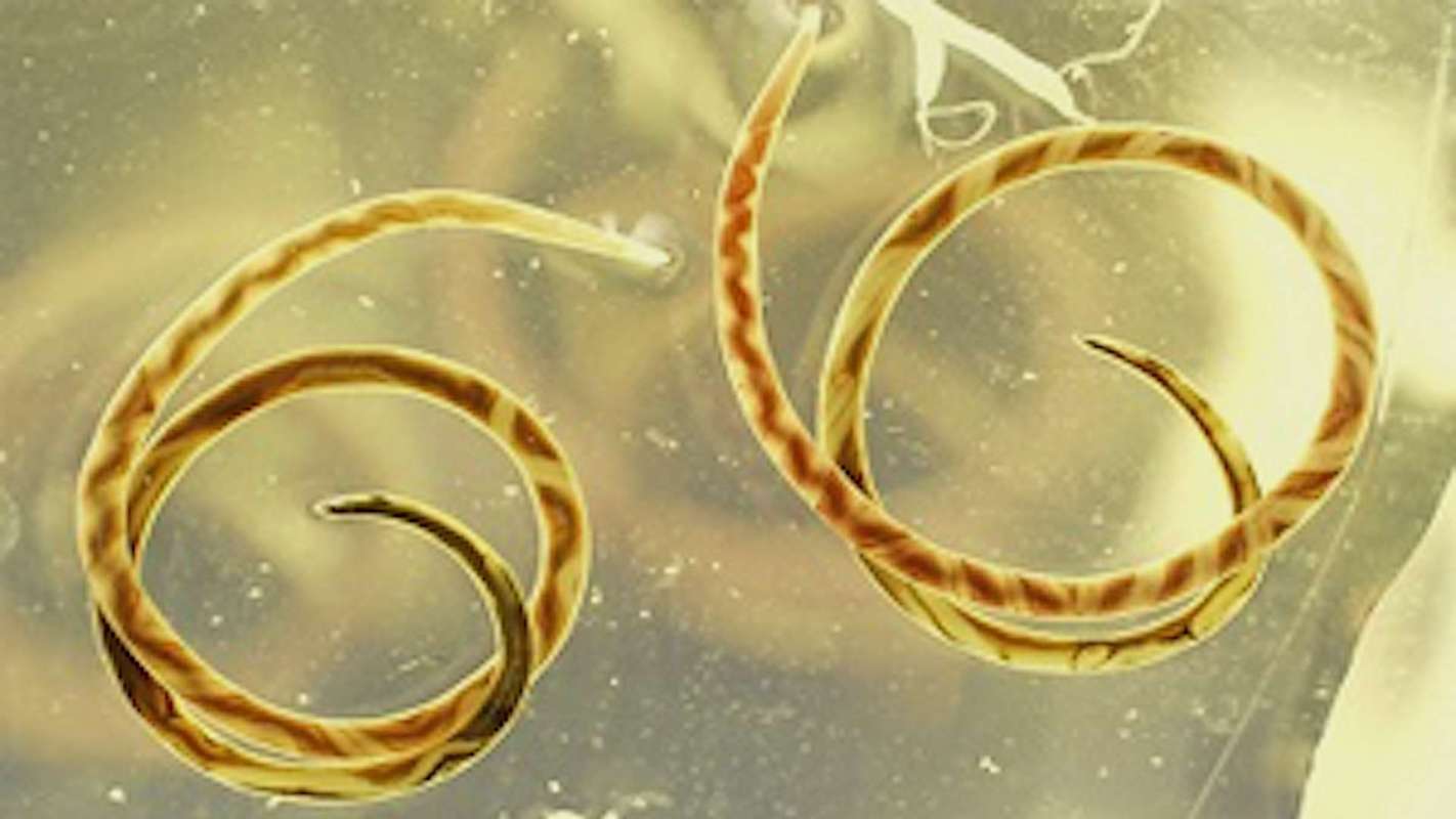 Two coiled, yellow and brown striped eels are displayed in a clear container.