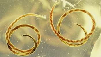 Two coiled, yellow and brown striped eels are displayed in a clear container.