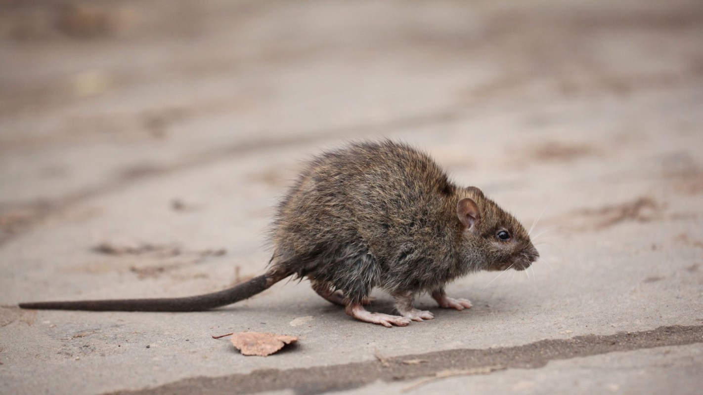 A rat.
