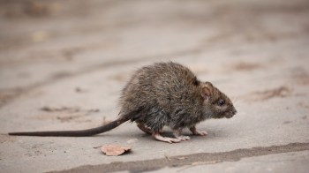 A rat.