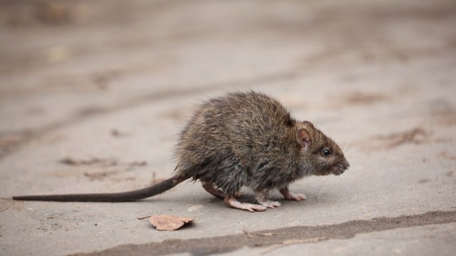 A rat.
