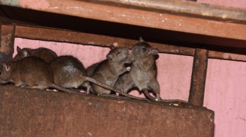 Several rats interact on a rusty surface under a wooden structure.