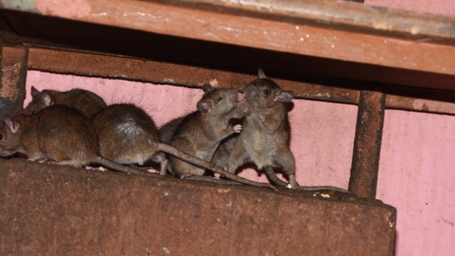 Several rats interact on a rusty surface under a wooden structure.