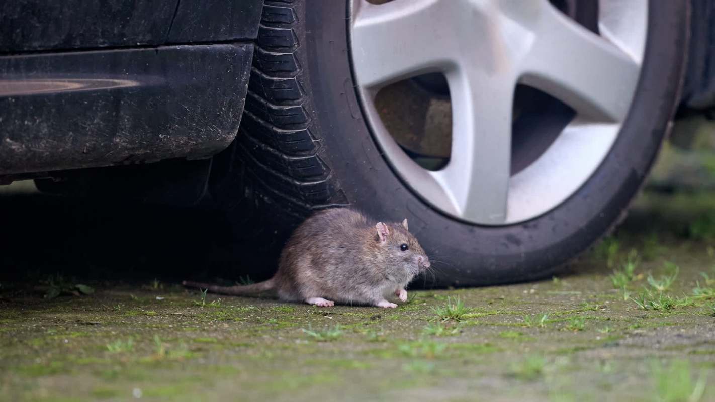 A rat is near the wheel of a parked car on a concrete surface.