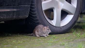A rat is near the wheel of a parked car on a concrete surface.