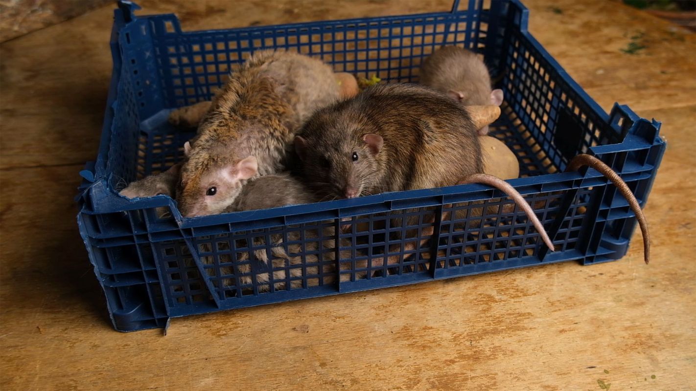 Rats in a box.
