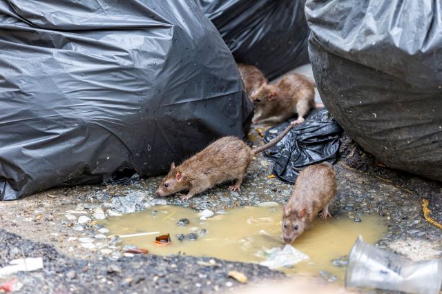 Rats rummaging through trash bags.