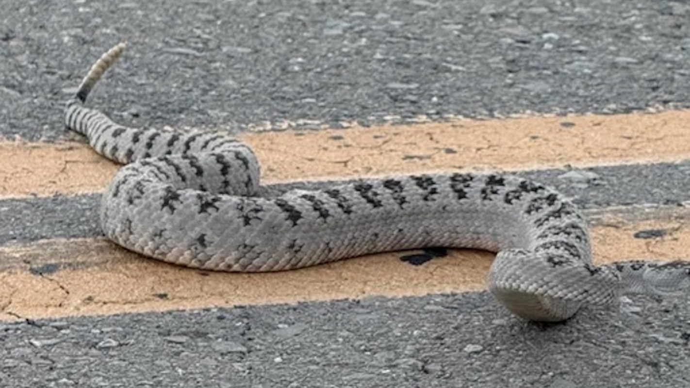 A snake with a patterned body lies on a road near yellow lane markings.