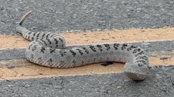 A snake with a patterned body lies on a road near yellow lane markings.