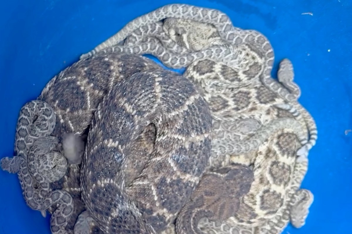 Rattlesnakes clustered together.