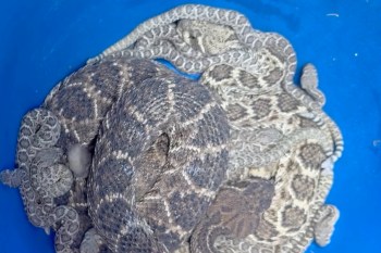 Rattlesnakes clustered together.