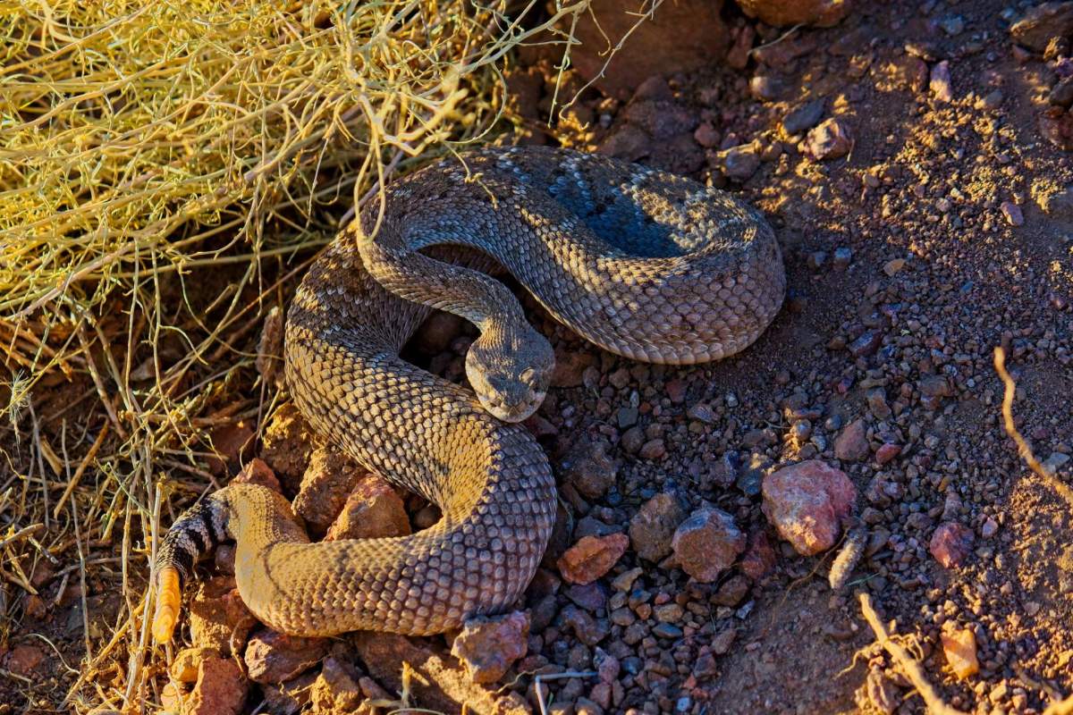 A Western diamondback rattlesnake.
