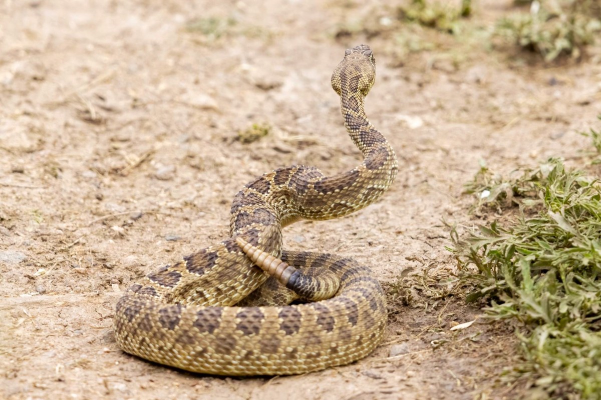 A rattlesnake coiling on the ground with its head raised.