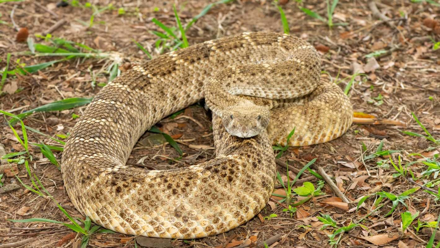 A rattlesnake on the ground.