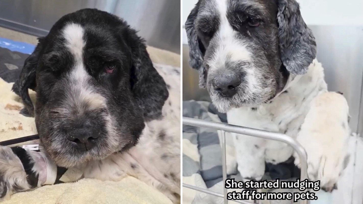 A dog resting on a blanket with a swollen face is seen later trying to interact with staff in a kennel.
