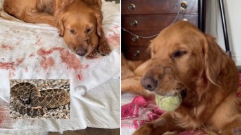 A golden retriever lying on a towel stained with blood, next to a picture of a snake.