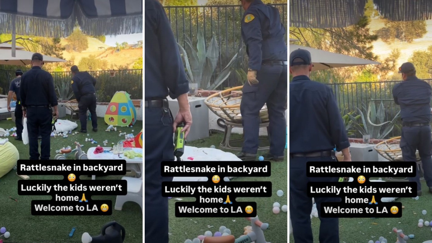 Officers removing a rattlesnake from a backyard.