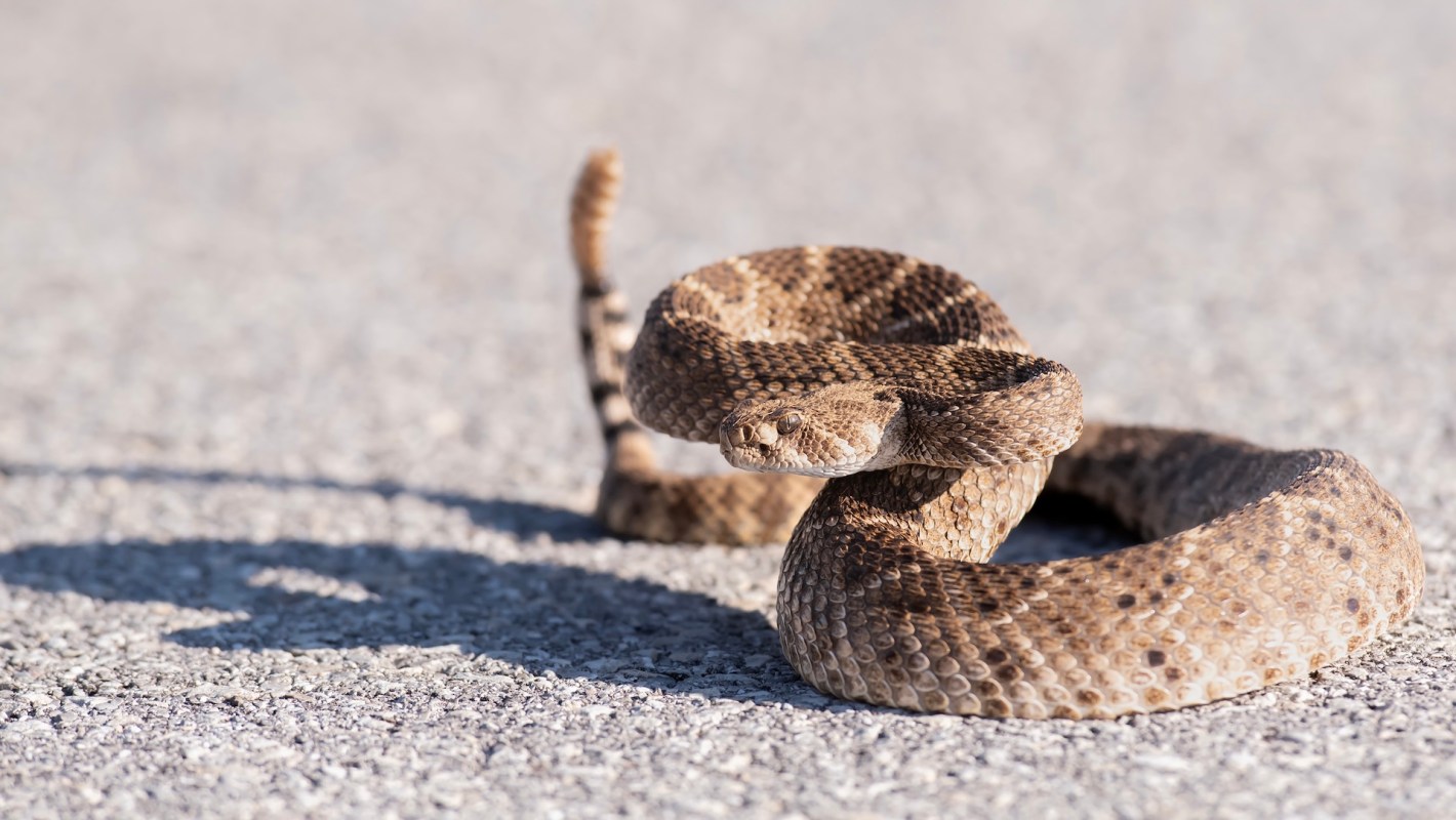 A rattlesnake resting on a gravel surface.