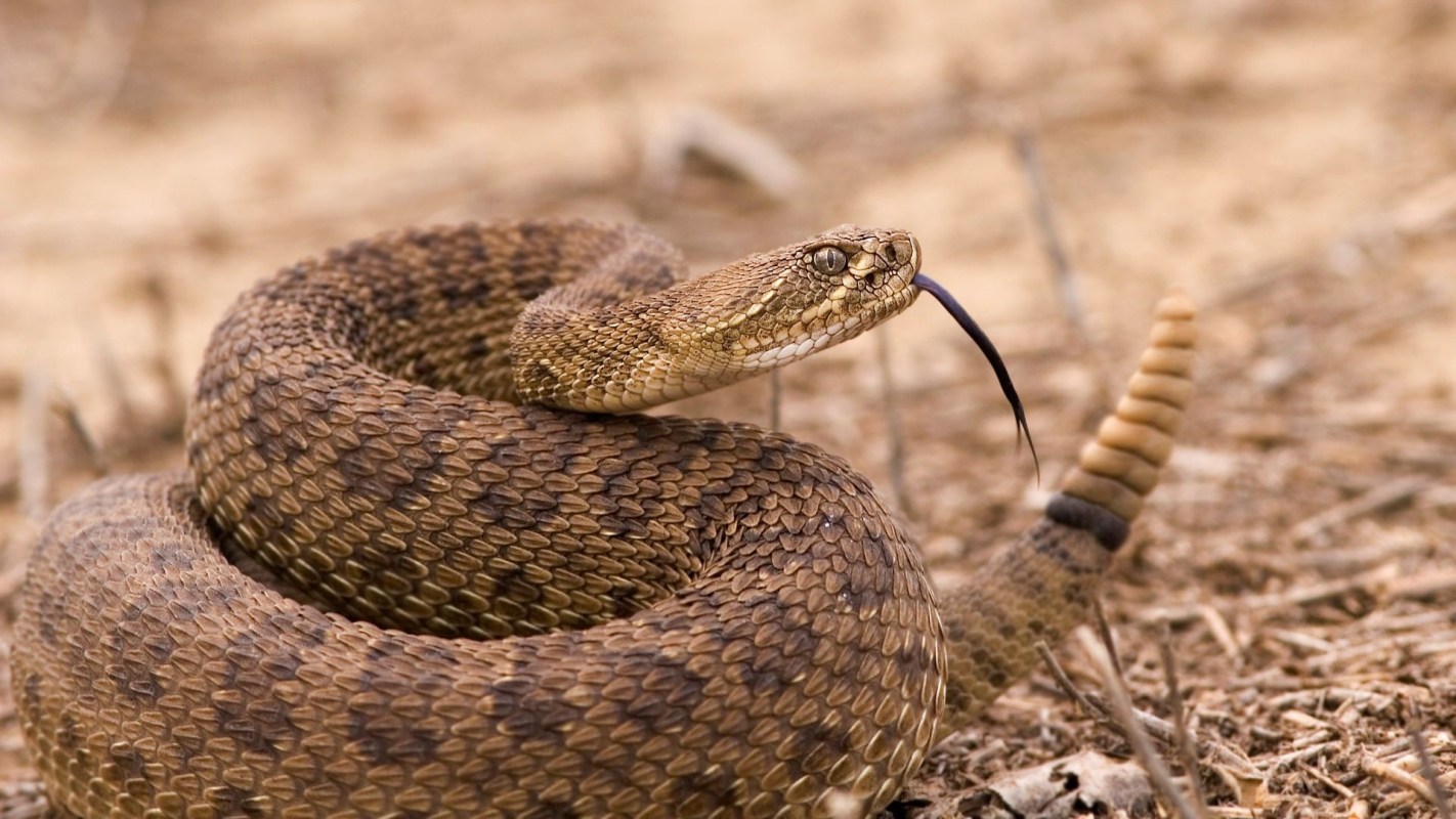 A rattlesnake.