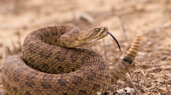 A rattlesnake.