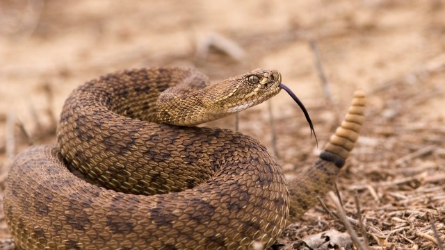 A rattlesnake.