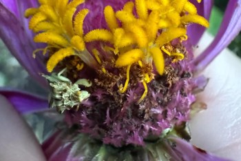 An insect crawling on a zinnia.