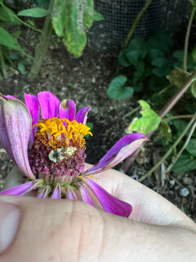 An insect crawling on a zinnia.