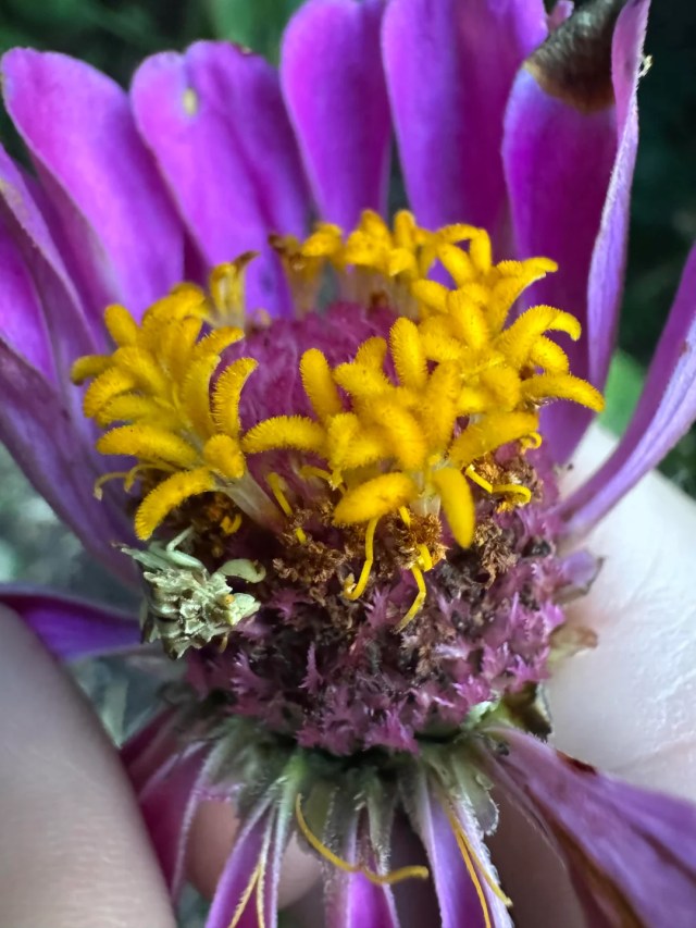 An insect on a zinnia.