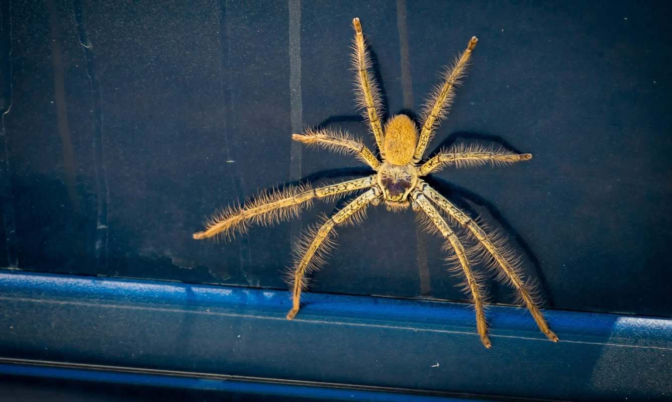 A large huntsman spider with long legs on a dark surface.