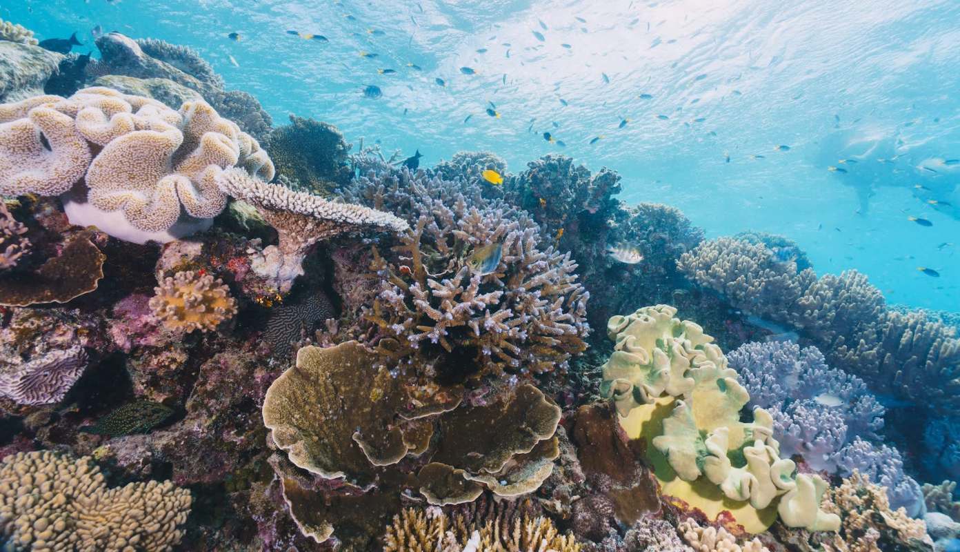 A coral reef.