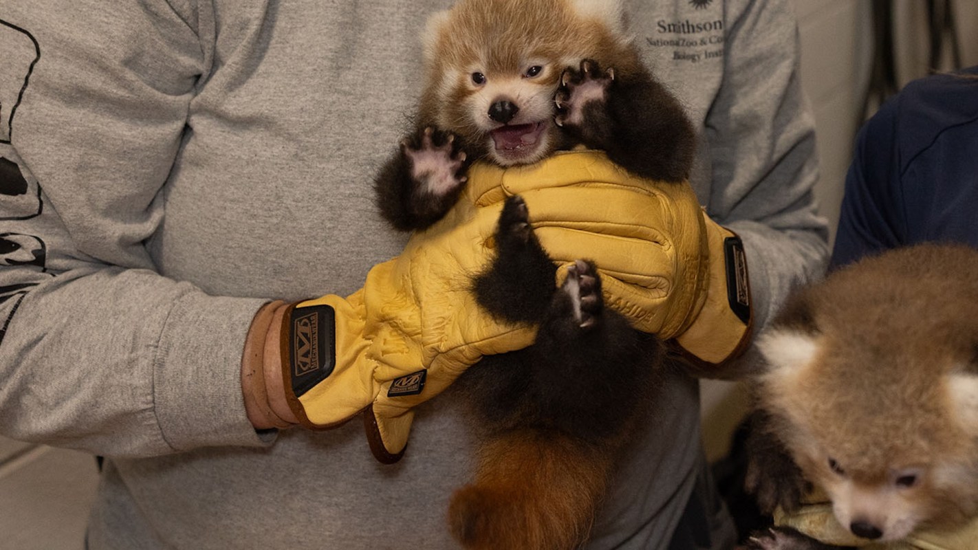 A person wearing gloves holds a red panda cub while another cub is nearby.