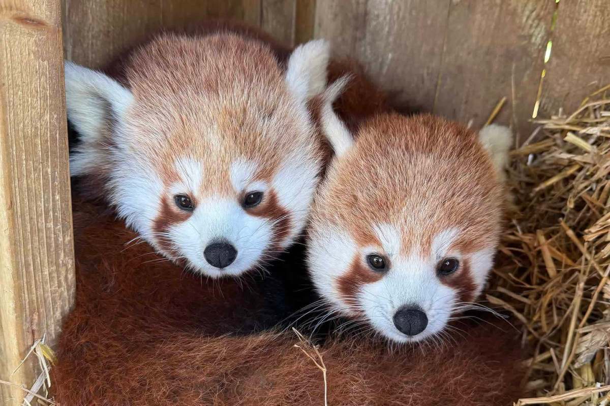 Two red pandas are resting together in a wooden enclosure with straw.