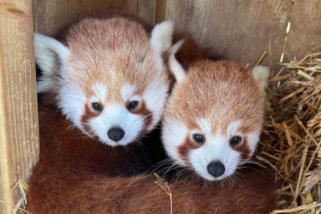Two red pandas are resting together in a wooden enclosure with straw.