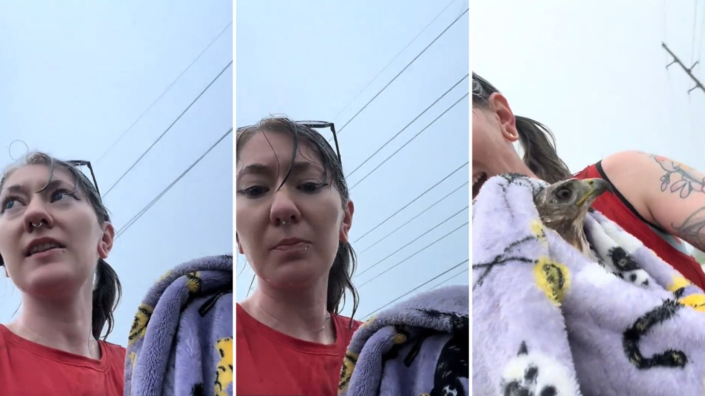 A woman rescuing a hawk in the rain.