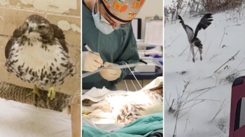 A red-tailed hawk receiving emergency treatment and flying after release.