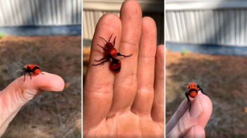A red velvet ant on a person's hand.