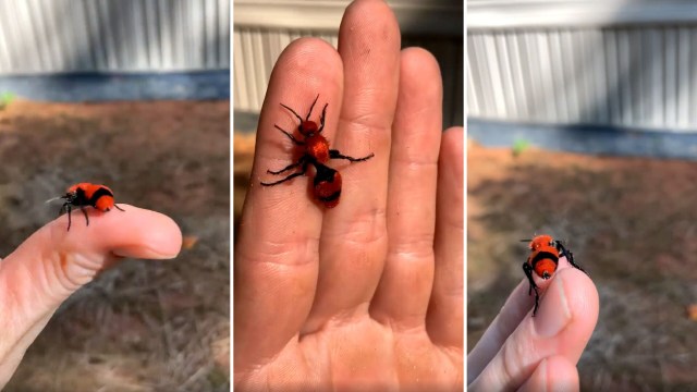 A red velvet ant on a person's hand.