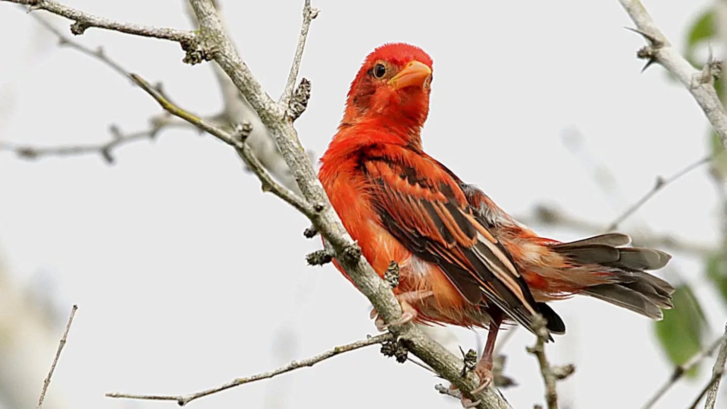A red bird perched on a branch with bare twigs in the background.