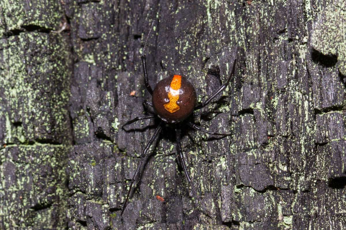 An Australian redback spider.