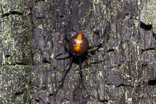 An Australian redback spider.
