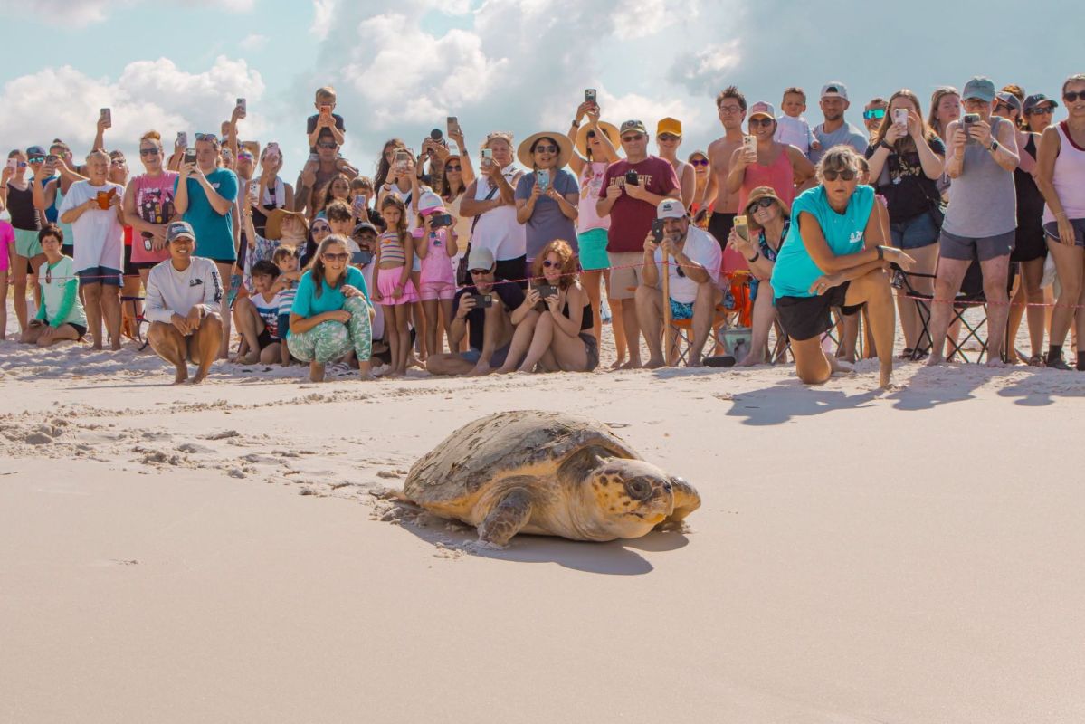 A sea turtle crawling on a beach while a crowd observes.