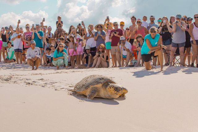 A sea turtle crawling on a beach while a crowd observes.